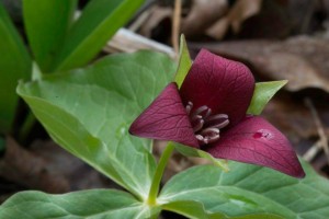 wells horton red trillium