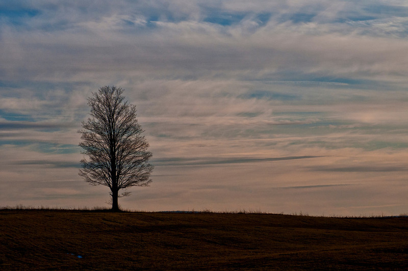 wellshortonlonetree