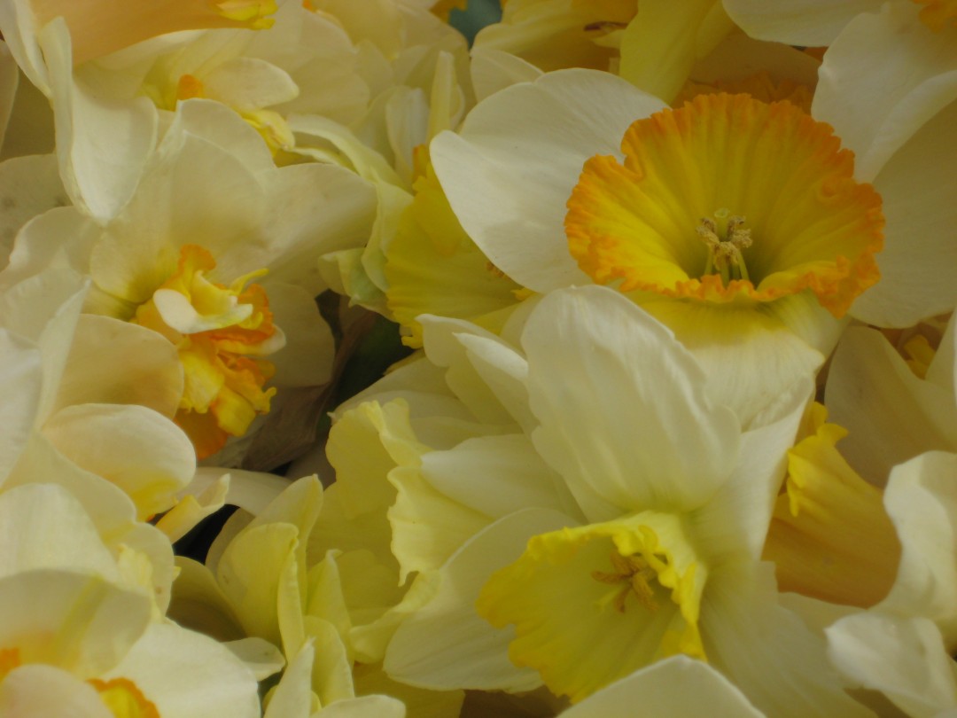 daffodils 045