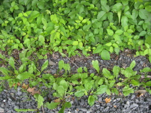 poison ivy and dandelions roadside