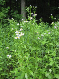 daisy fleabane