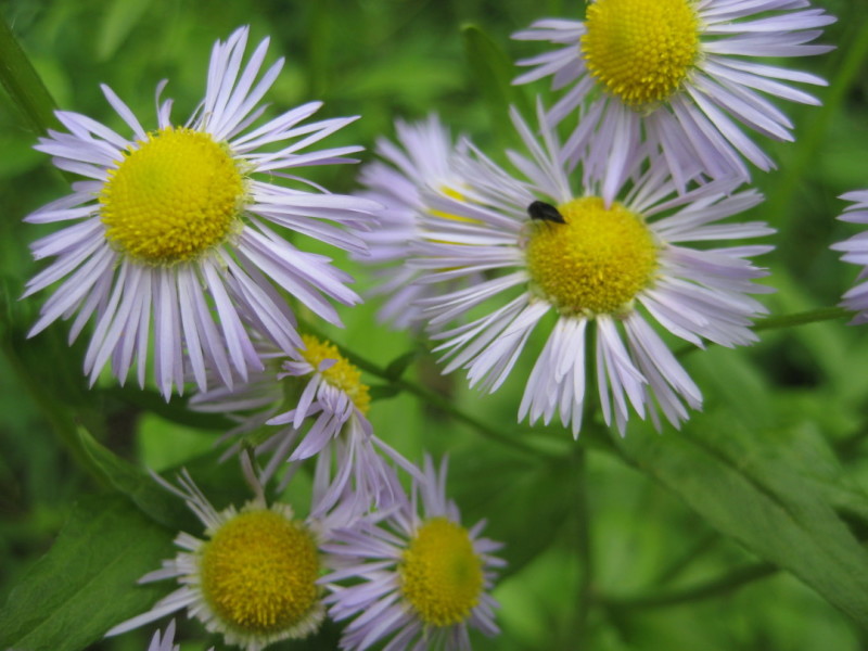 fleabane fleas