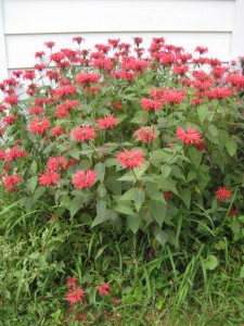 bee balm clump