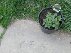 bee balm in pot