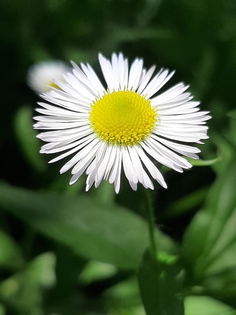 fleabane rid fleas erigeron annuus neither bane anitasanchez