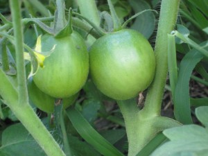 green tomato