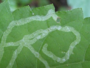 leaf miner emerging spot