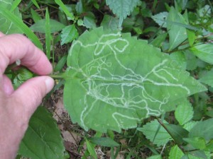 leaf miner on white snakeroot