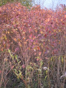 dogwood berries