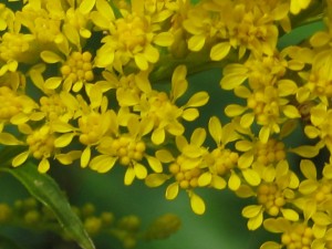 goldenrod flower close-up