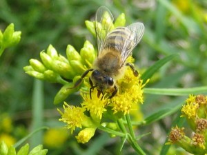 honey bee on goldenrod