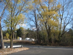 willow tree