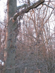 wild grapes in winter