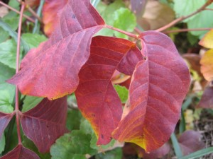 fall poison ivy