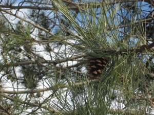 red pine needles and cone