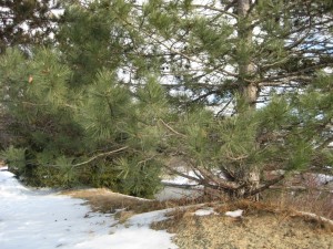 red pine tree