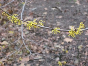 witch hazel in Central Park