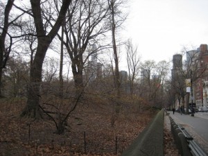 witch hazel in Central Park