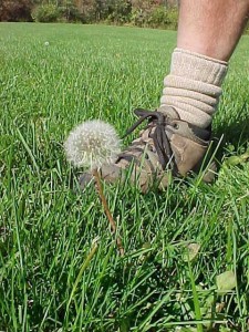 dandelion on lawn