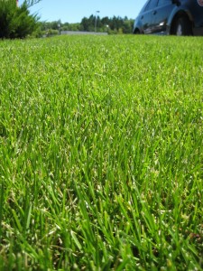 lawn with herbicide