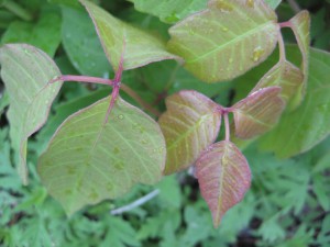 spring poison ivy