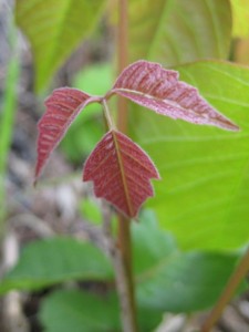 poison ivy red in spring