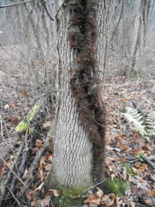 poison ivy vine aerial rootlets