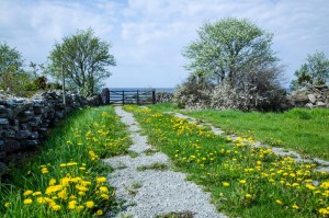 dandelion road