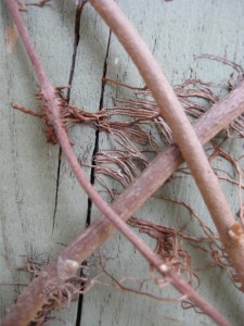 poison ivy rootlets