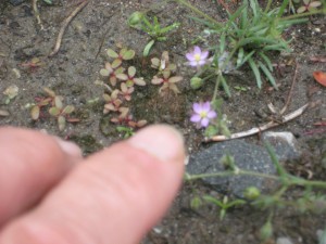 tiny chickweed