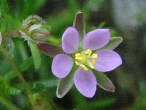 chickweed