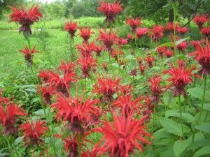 bee balm tall