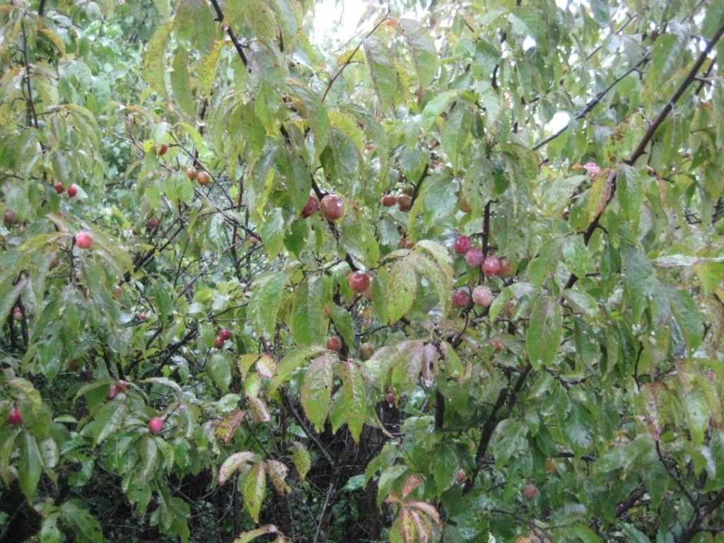 plums on plum creek