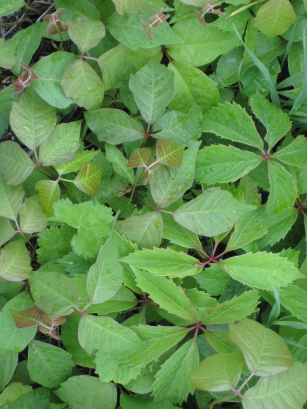 poison ivy hiding in virginia creeper