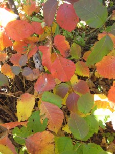 poison ivy autumn colors