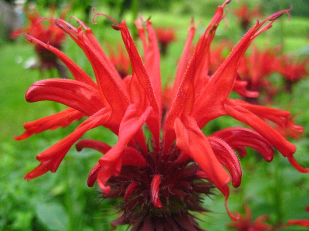 red bee balm