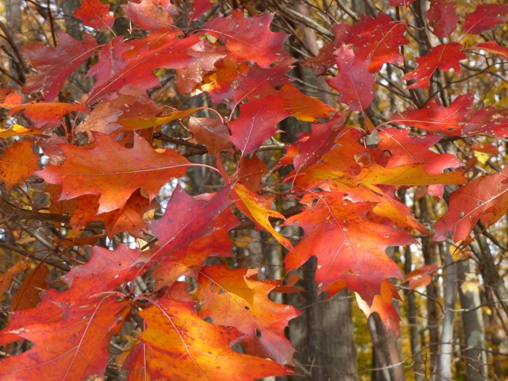 fall red oak leaves