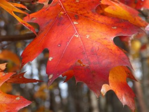 red oak leaf