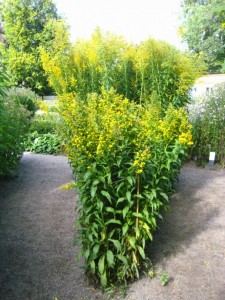 goldenrod linnaeus garden