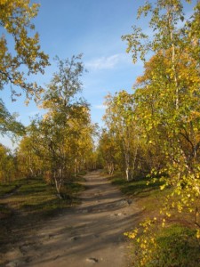 abisko birch forest