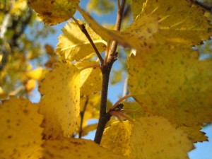 birch leaves