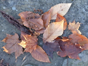 november leaves