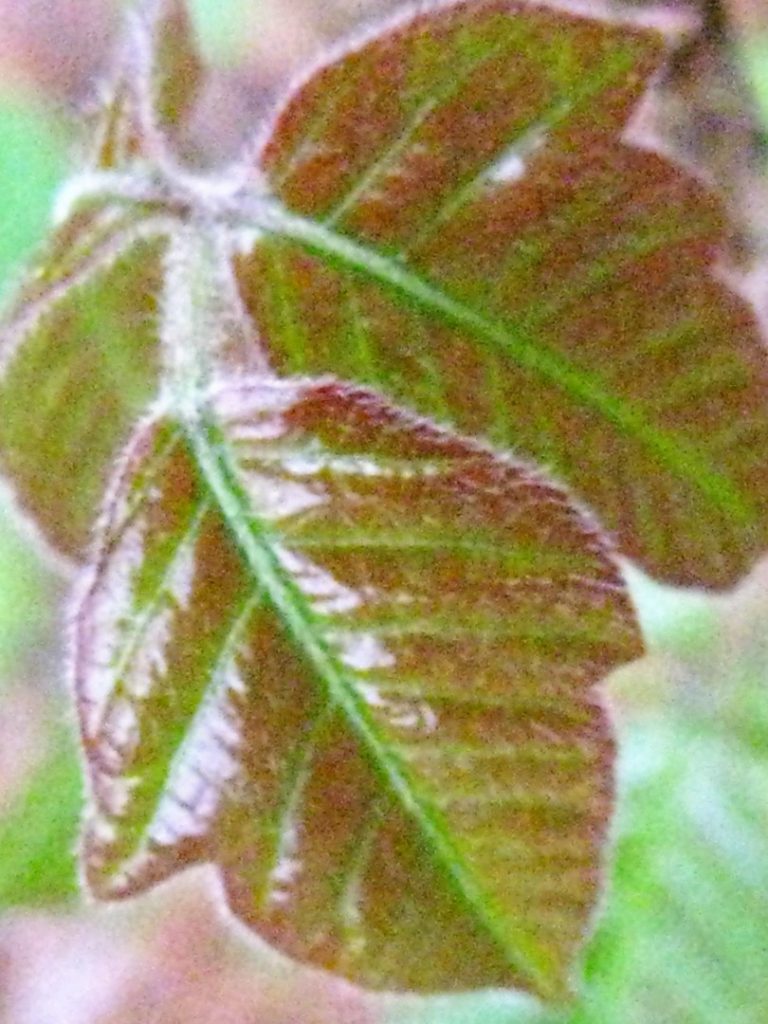 What Does Poison Ivy Look Like, Anyway? - Anita Sanchez