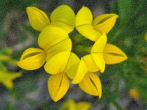 birdsfoot trefoil