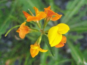 birds foot trefoil seed