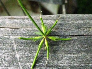 birds foot trefoil seeds