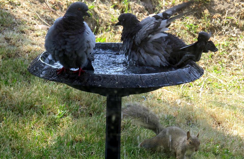 diane hale smith squirrels pigeons