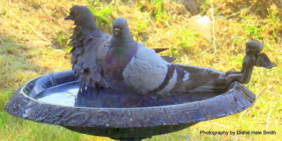 pigeons diane hale smith