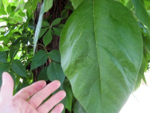 big poison ivy leaf