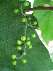 green poison ivy berries